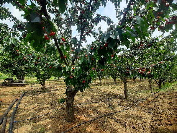 Foto - Aromasıyla dikkat çeken lezzet: Tekirdağ kirazı