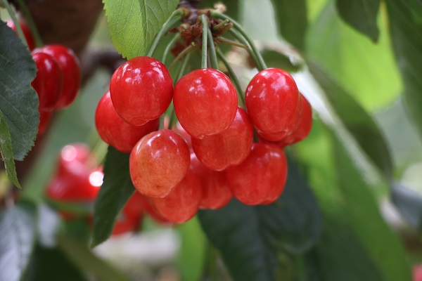 Foto - Aromasıyla dikkat çeken lezzet: Tekirdağ kirazı