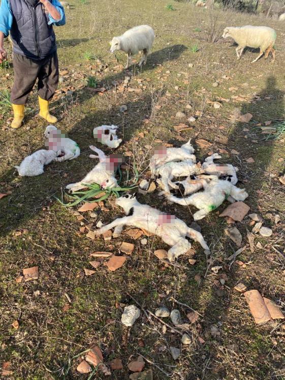 Foto - Art arda yaşanan başıboş köpek saldırıları sabırları taşırdı! Çözüm bekleniyor...