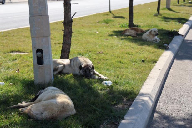 Foto - Art arda yaşanan başıboş köpek saldırıları sabırları taşırdı! Çözüm bekleniyor...