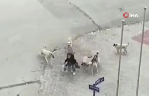 Foto - Art arda yaşanan başıboş köpek saldırıları sabırları taşırdı! Çözüm bekleniyor...