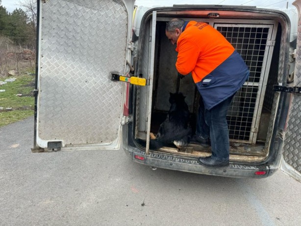 Foto - Art arda yaşanan başıboş köpek saldırıları sabırları taşırdı! Çözüm bekleniyor...