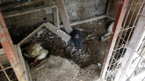 Foto - Art arda yaşanan başıboş köpek saldırıları sabırları taşırdı! Çözüm bekleniyor...