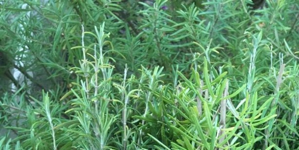 Foto - Artık doğal karınca kovucular için bunun olması lazım! Karıncalar sayısı patladı, sardı ise bunu yapın