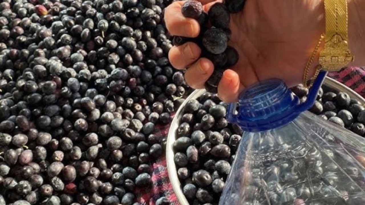Foto - Artık hile yapamayacaklar! İşte zeytinin sahte olduğunu anlamanın yolu