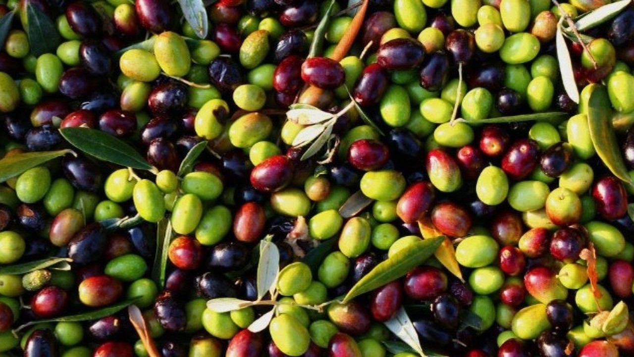 Artık hile yapamayacaklar! İşte zeytinin sahte olduğunu anlamanın yolu