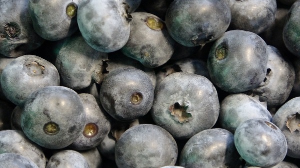 Foto - Artık İstanbul'da yetiştiriliyor! Bu meyvenin faydaları saymakla bitmiyor