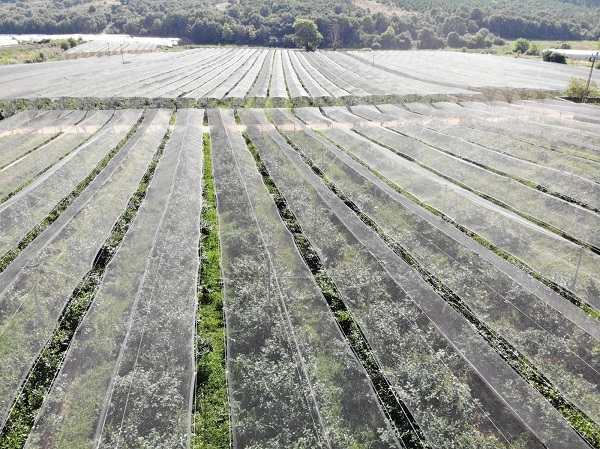 Foto - Artık İstanbul'da yetiştiriliyor! Bu meyvenin faydaları saymakla bitmiyor