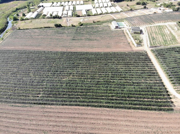 Foto - Artık İstanbul'da yetiştiriliyor! Bu meyvenin faydaları saymakla bitmiyor