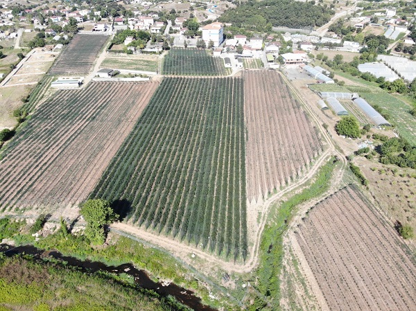 Foto - Artık İstanbul'da yetiştiriliyor! Bu meyvenin faydaları saymakla bitmiyor