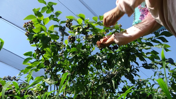 Artık İstanbul'da yetiştiriliyor! Bu meyvenin faydaları saymakla bitmiyor