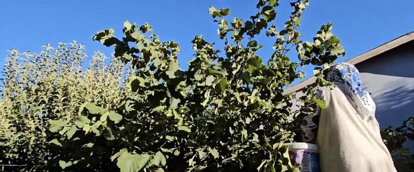 Foto - Artık o ilde de fındık yetişiyor