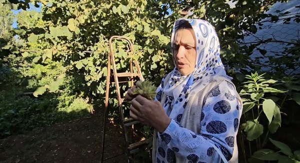 Foto - Artık o ilde de fındık yetişiyor