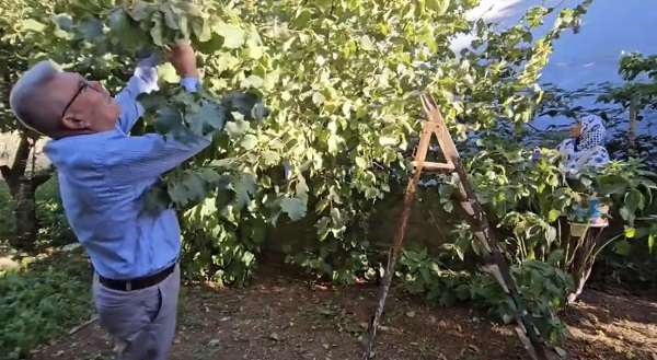 Foto - Artık o ilde de fındık yetişiyor