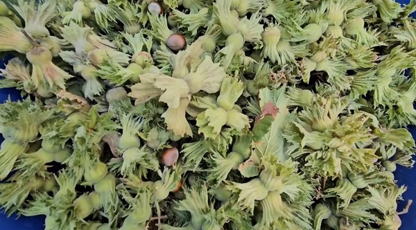 Foto - Artık o ilde de fındık yetişiyor