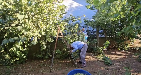 Foto - Artık o ilde de fındık yetişiyor