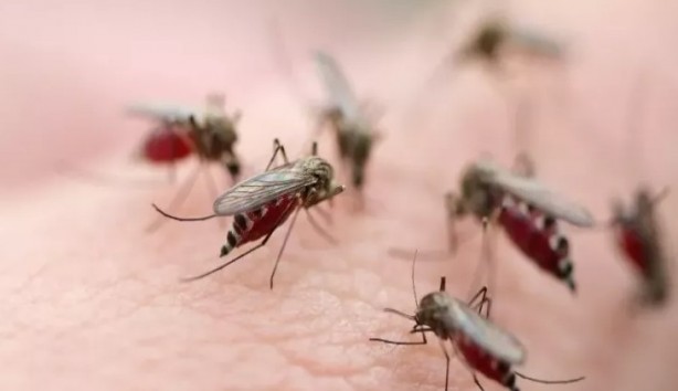 Foto - Artık Türkiye'de sürekli göreceğiz! Yılan, çiyan, akrep; böcek, sivrisinek...