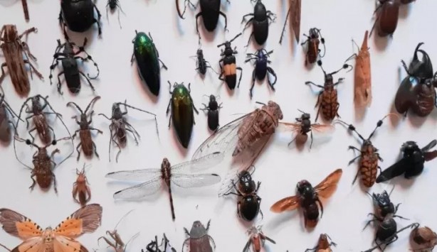 Foto - Artık Türkiye'de sürekli göreceğiz! Yılan, çiyan, akrep; böcek, sivrisinek...