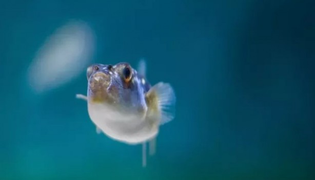 Foto - Artık Türkiye'de sürekli göreceğiz! Yılan, çiyan, akrep; böcek, sivrisinek...