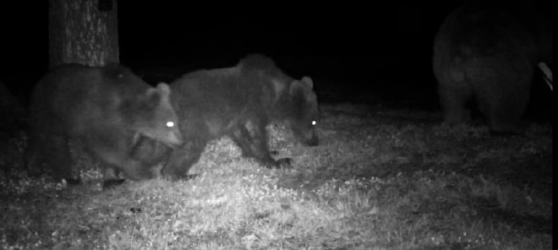 Foto - Artvin'de kamp yapan gençlerin boz ayılarla mücadelesi