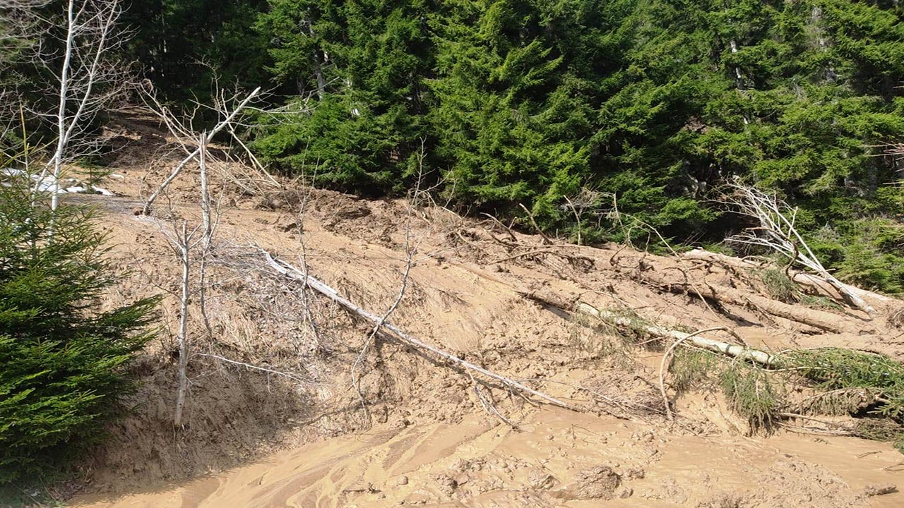 Foto - Artvin’de korkutan heyelan! Ağaçlar kökünden söküldü