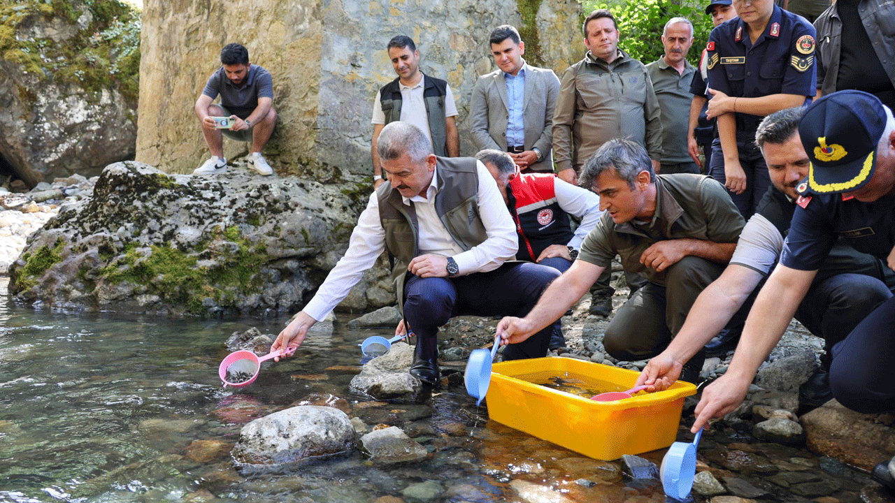 Artvin'in derelerinden alabalık akacak! 2 yılda 129 bin yavru bırakıldı 