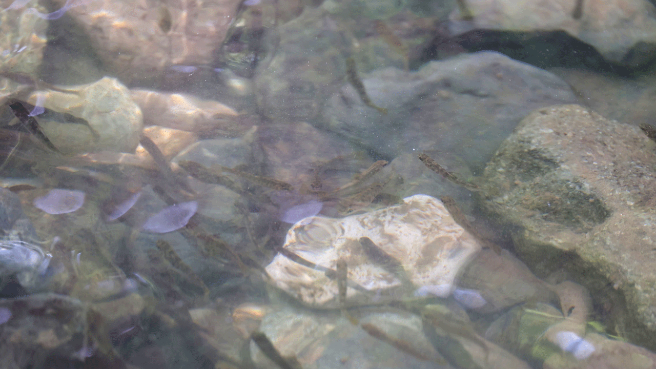 Foto - Artvin'in derelerinden alabalık akacak! 2 yılda 129 bin yavru bırakıldı 