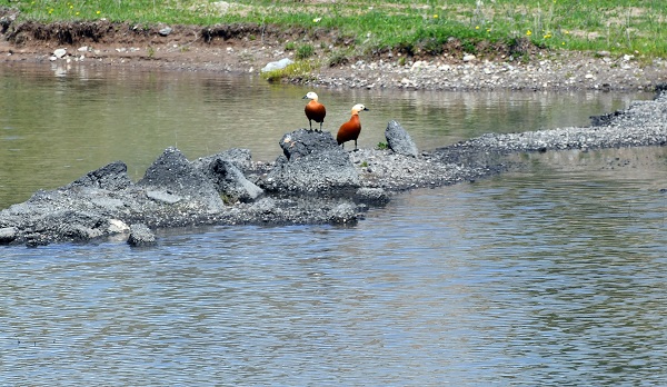 Foto - Asboğa Gölü göçmen kuşlarla şenlendi