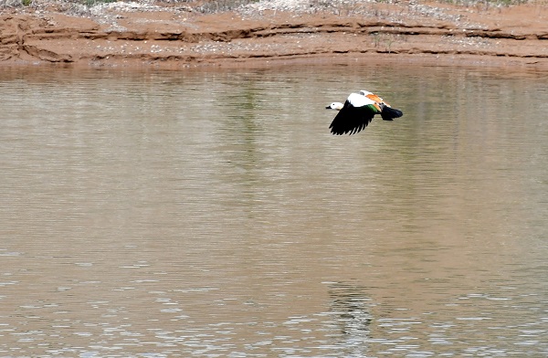 Foto - Asboğa Gölü göçmen kuşlarla şenlendi