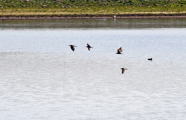 Foto - Asboğa Gölü göçmen kuşlarla şenlendi