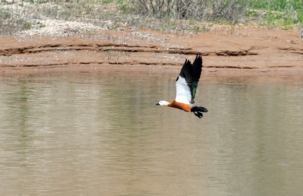 Foto - Asboğa Gölü göçmen kuşlarla şenlendi
