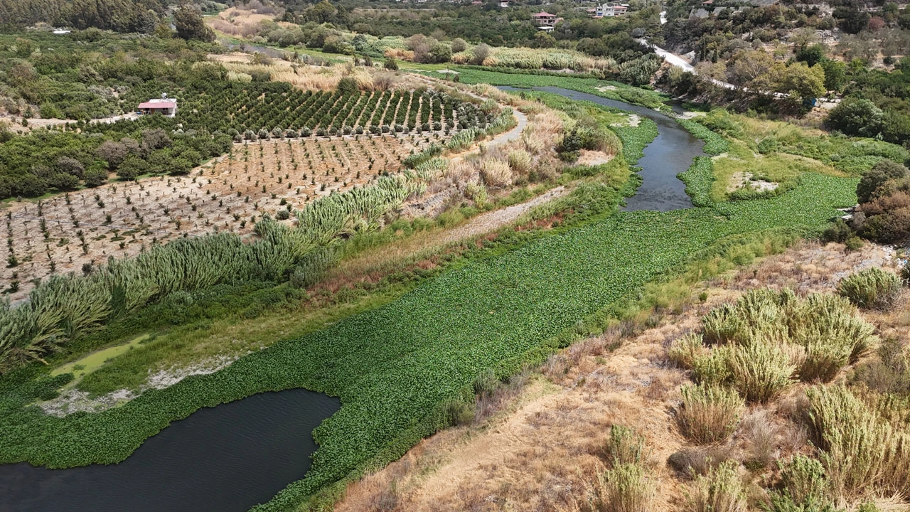 Foto - Asi Nehri kayboldu! Su sümbülleri nehri tamamen yuttu