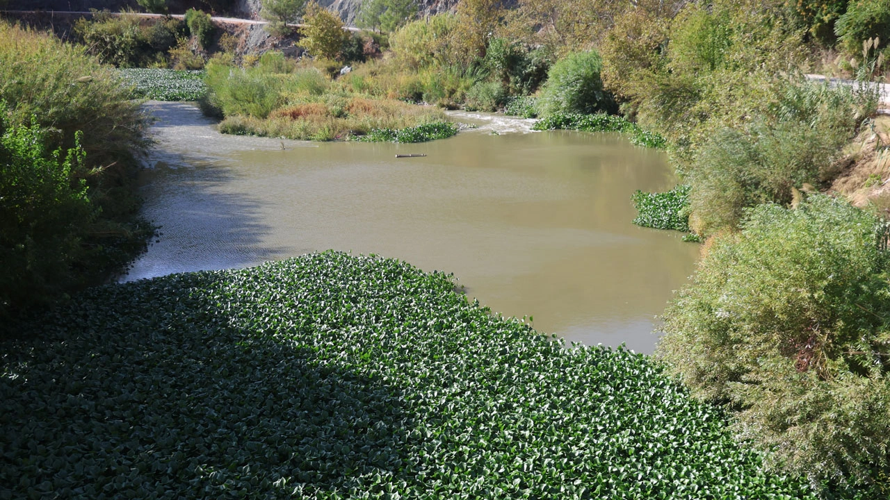Foto - Asi Nehri kayboldu! Su sümbülleri nehri tamamen yuttu
