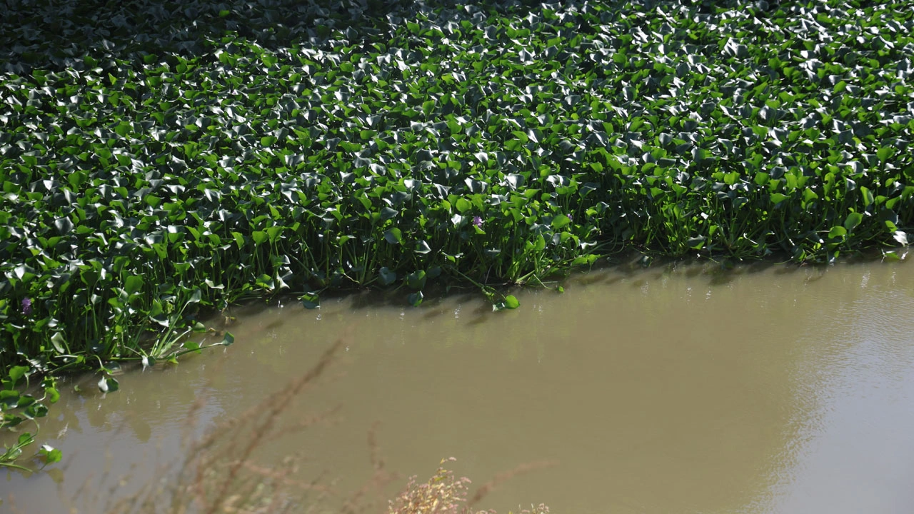 Foto - Asi Nehri kayboldu! Su sümbülleri nehri tamamen yuttu
