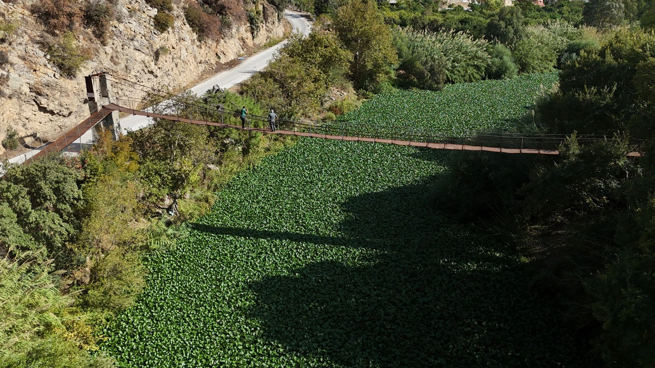 Asi Nehri kayboldu! Su sümbülleri nehri tamamen yuttu