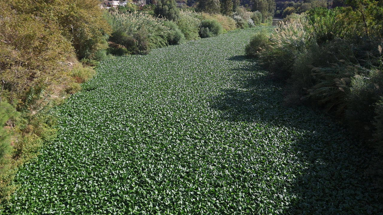 Foto - Asi Nehri kayboldu! Su sümbülleri nehri tamamen yuttu