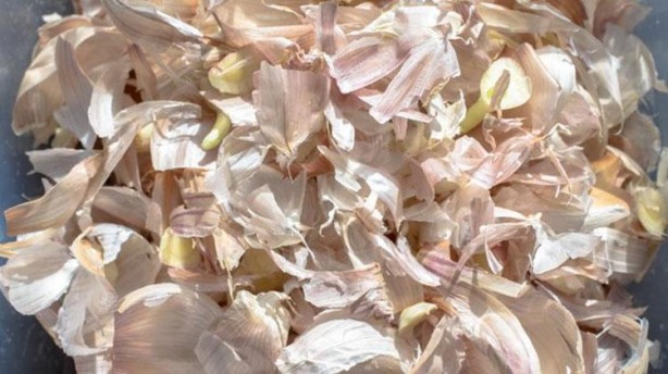 Foto - Asıl şifa sarımsağın kabuğunda saklı! Çöpe atanlar bin pişman