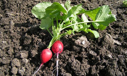 Foto - Asıl şifa yapraklarında gizli