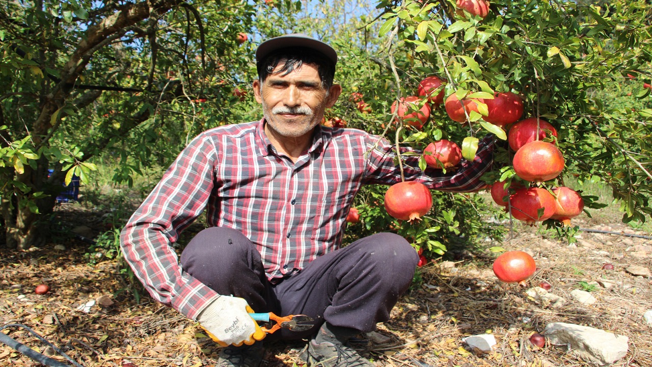 Foto - Aşırı sıcaklar o meyveyi de etkiledi! 