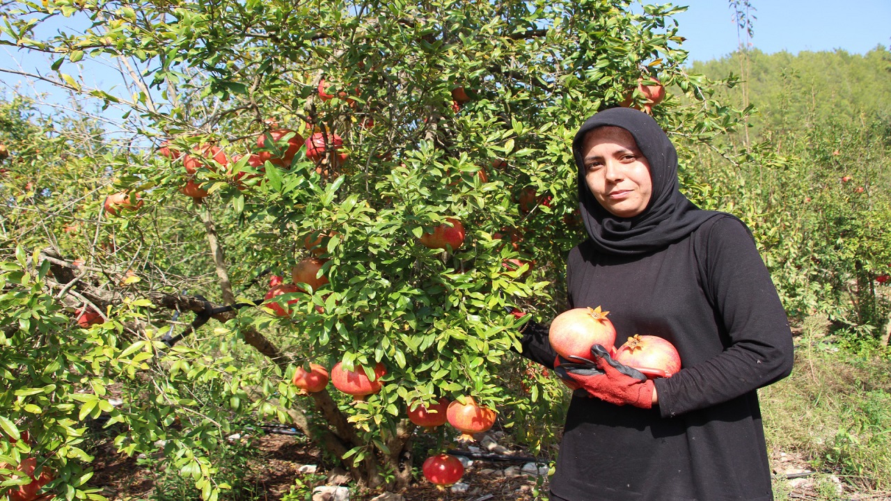 Foto - Aşırı sıcaklar o meyveyi de etkiledi! 