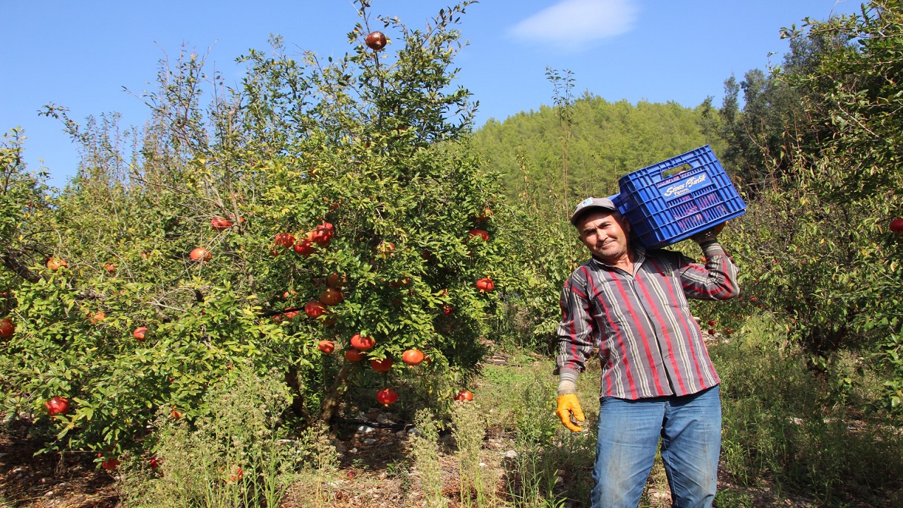 Aşırı sıcaklar o meyveyi de etkiledi! 