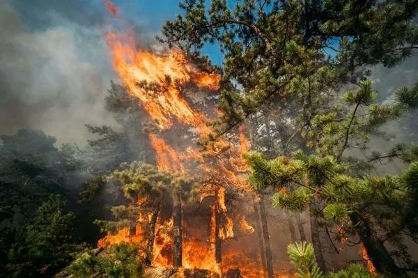Foto - Aşırı sıcakların vurduğu İtalya orman yangınlarına teslim!