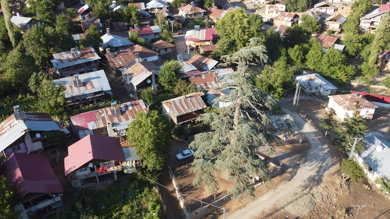 Foto - Asırlara direnen dev sedir! 35 metre boyuyla görenleri hayran bırakıyor