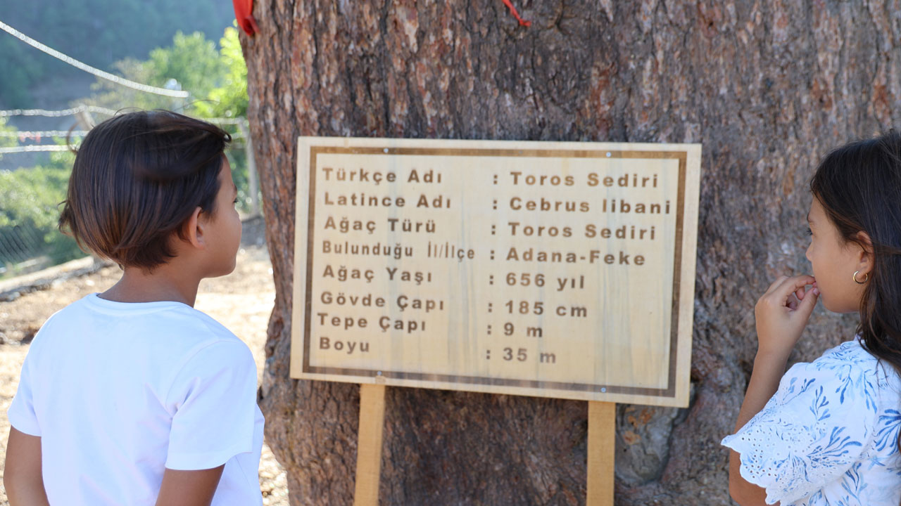 Foto - Asırlara direnen dev sedir! 35 metre boyuyla görenleri hayran bırakıyor