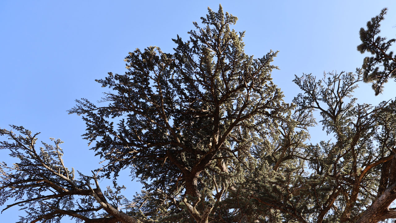 Foto - Asırlara direnen dev sedir! 35 metre boyuyla görenleri hayran bırakıyor