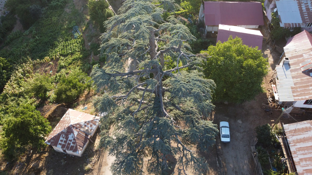 Asırlara direnen dev sedir! 35 metre boyuyla görenleri hayran bırakıyor