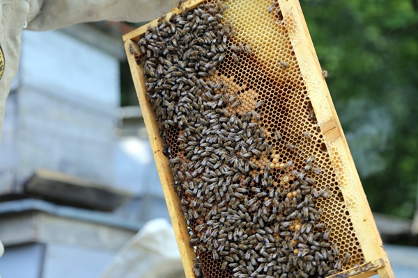 Foto - Asırlardır kayalar üzerinde üretiyorlar