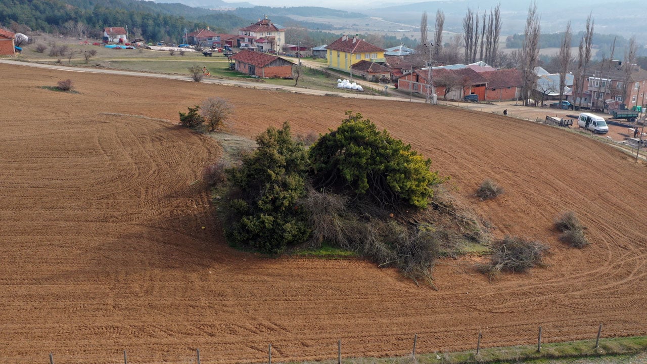 Asırlık çam görenleri hayrete düşürüyor! Dalları secde eder gibi