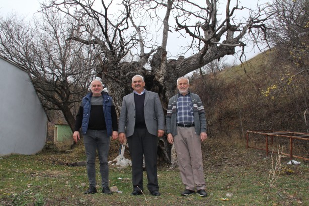 Foto - Asırlık ceviz ağaçları zamana meydan okuyor