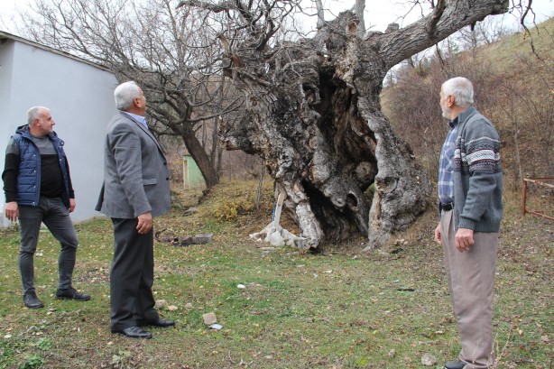 Foto - Asırlık ceviz ağaçları zamana meydan okuyor